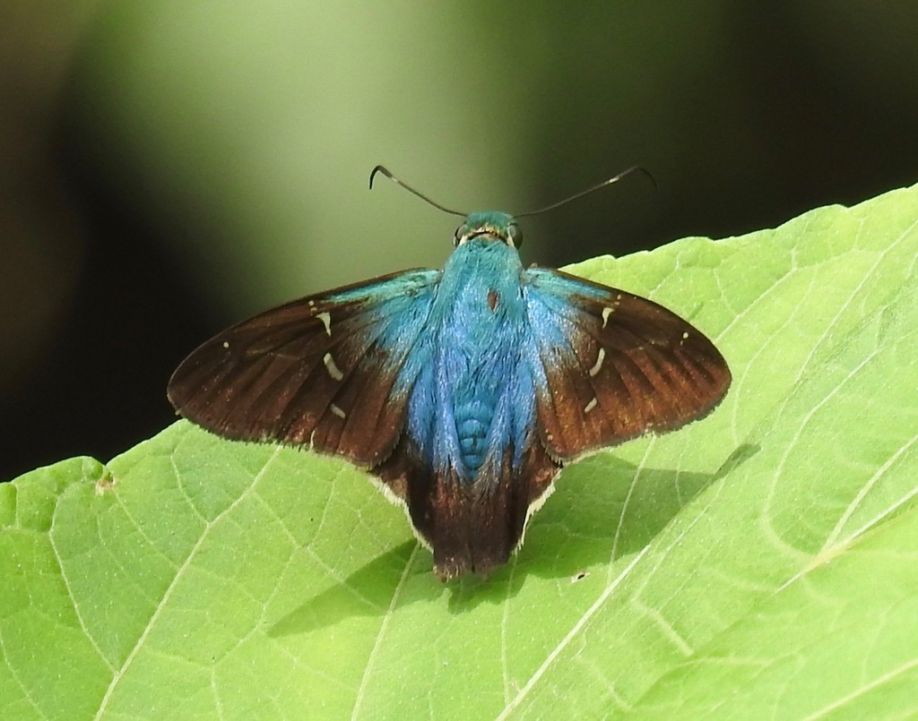 Small-spotted Flasher
