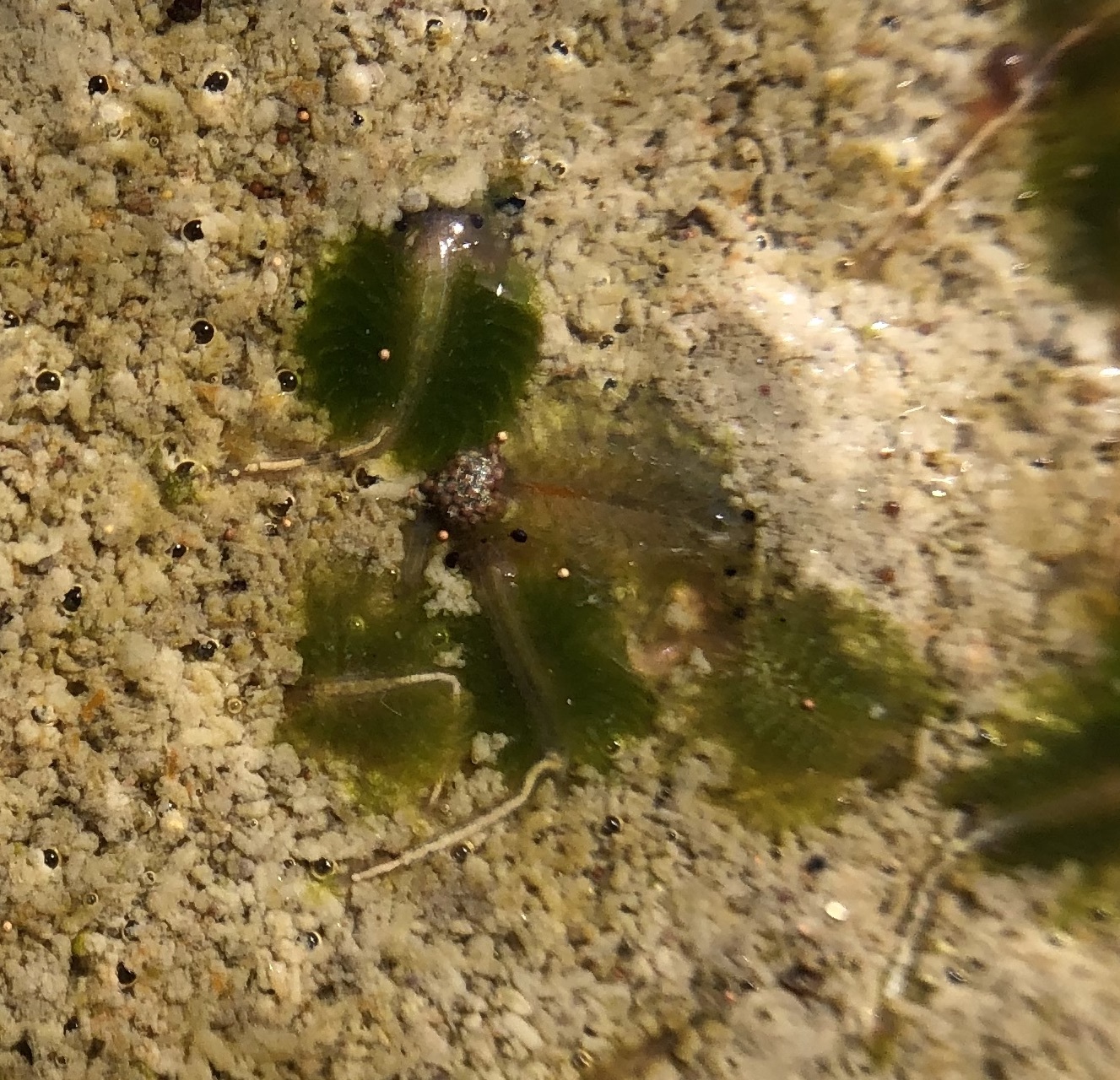 Artemia monica Verrill, 1869