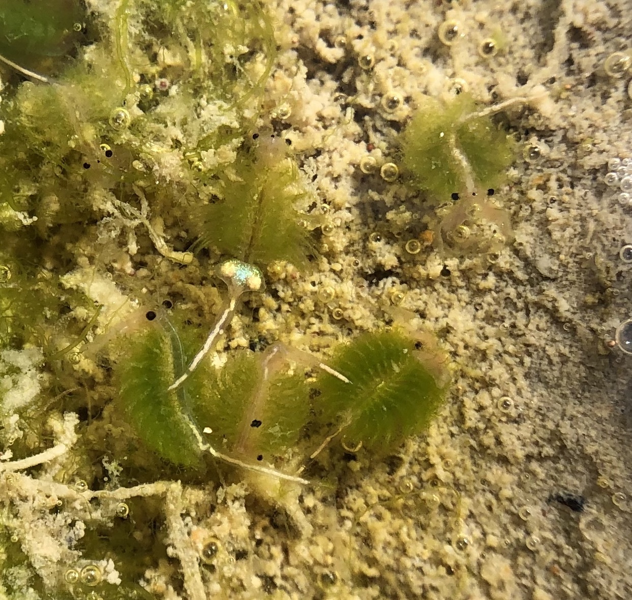 Artemia monica Verrill, 1869