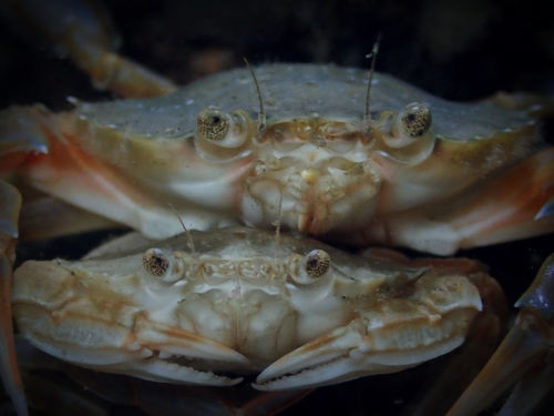 Flying Crab, Oosterschelde, Zeeuwse meren, 158_13_400, NL, photo 4 of 10