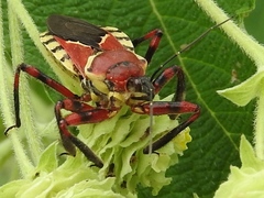 Apiomerus flaviventris