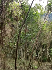 Zinowiewia australis