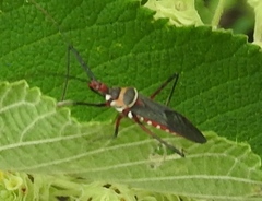 Zelus grassans