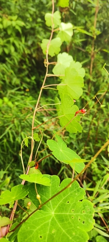 Image of Tropaeolum tuberosum by (c) Luis Fer JP, some rights reserved (CC BY)