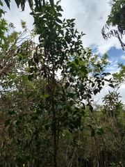 Zinowiewia australis