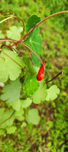 Image of Tropaeolum tuberosum by (c) Luis Fer JP, some rights reserved (CC BY)