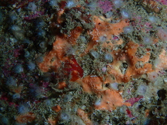 Hemimycale columella