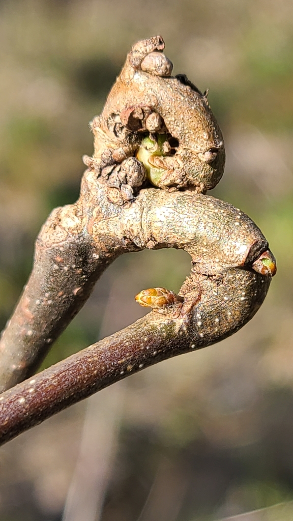 Neuroterus distortus