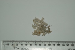 Pulchrocladia retipora