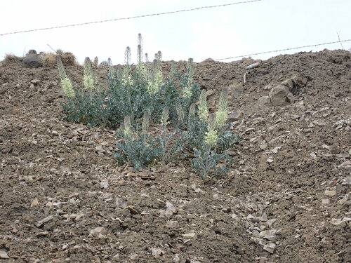 White Prince's Plume (Stanleya albescens)