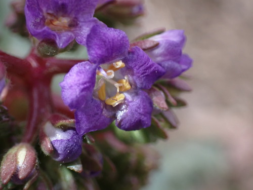 Image of Phacelia splendens by (c) Jared Shorma, some rights reserved (CC BY)
