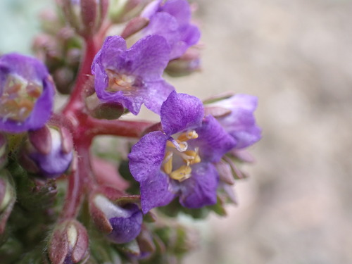 Image of Phacelia splendens by (c) Jared Shorma, some rights reserved (CC BY)