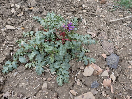 Image of Phacelia splendens by (c) Jared Shorma, some rights reserved (CC BY)