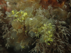 Colonial Sea Squirt photo 4