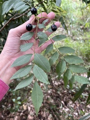 Curry Leaf (Bergera koenigii)
