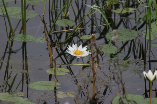 Nymphaea elegans