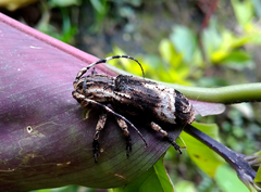 Sthenias tonkineus