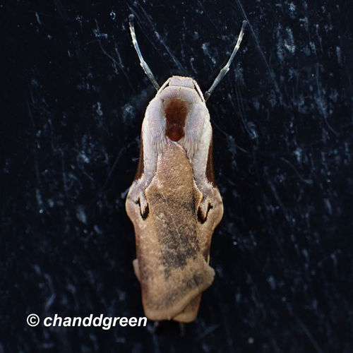 Teulisna tumida (Walker, 1862)