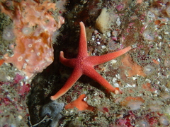 Henricia oculata