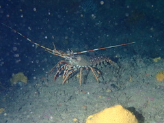 Palinurus elephas