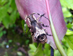 Sthenias tonkineus