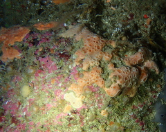 Hemimycale columella