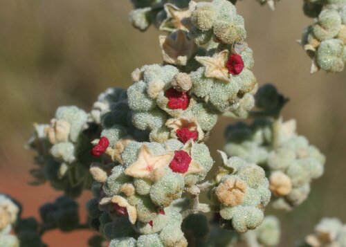 Chenopodium gaudichaudianum