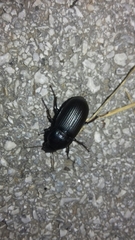 Zabrus tenebrioides