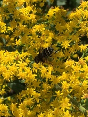 Eristalis dimidiata