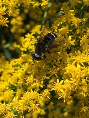 Eristalis dimidiata