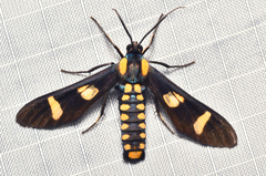 Phoenicoprocta hampsonii