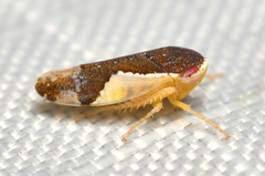 Norvellina pulchella
