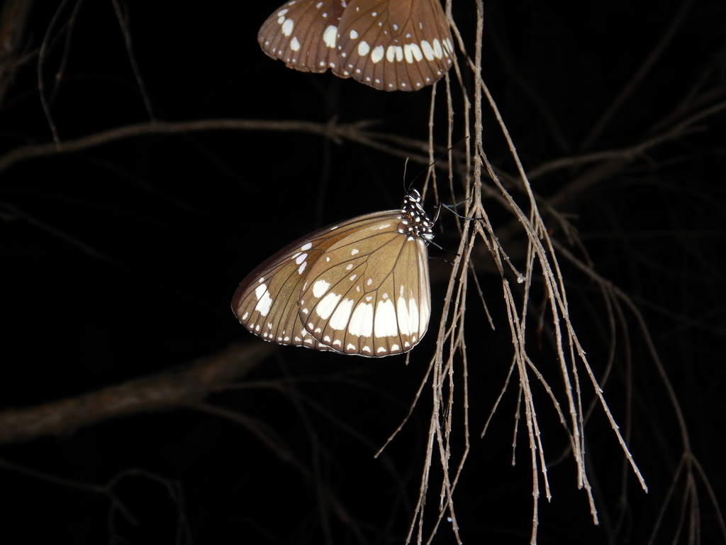 Double-branded Crow Butterfly from Northhead QLD 4871, Australia on