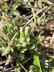 Delosperma neethlingiae