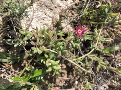 Delosperma neethlingiae