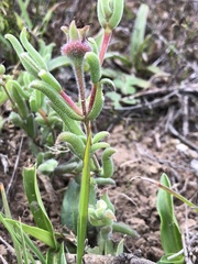 Delosperma neethlingiae