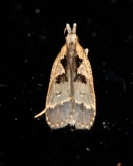 Dichomeris setosella