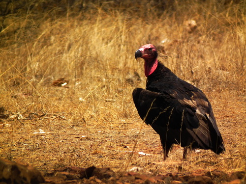 Sarcogyps calvus