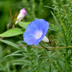 Ipomoea hederacea