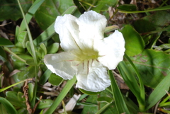 Ruellia morongii