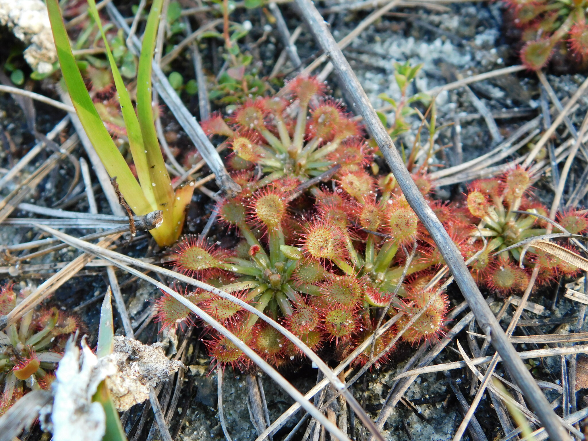 Drosera capillaris Poir. 5