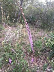 Liatris