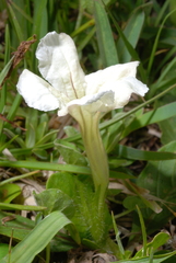 Ruellia morongii