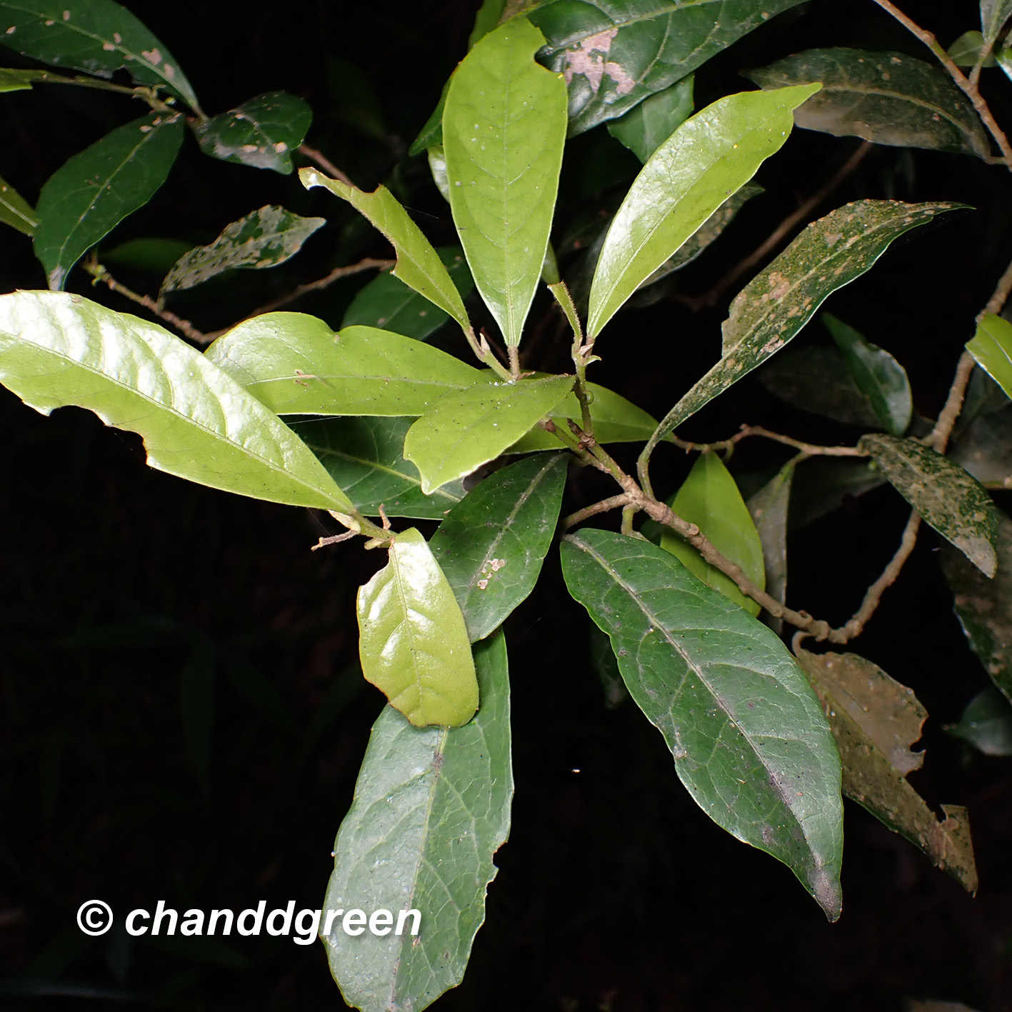 Aporosa octandra (Buch.Ham. ex D.Don) Vickery