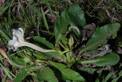Ruellia morongii
