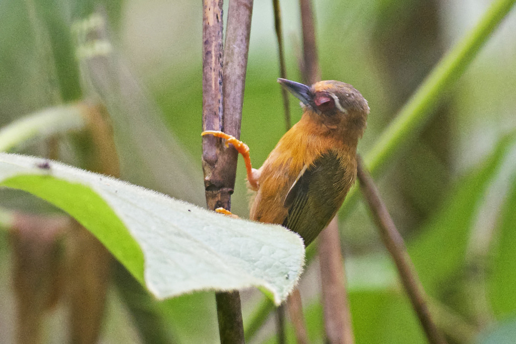 White-browed Piculet