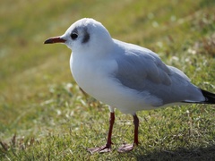 Chroicocephalus ridibundus