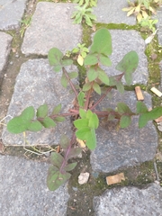 Sonchus oleraceus