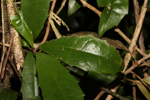 Image of Polyosma cunninghamii by (c) Greg Tasney, some rights reserved (CC BY-SA)