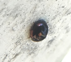 Hyperaspis lateralis